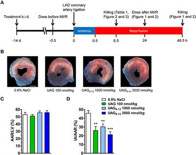 A Linear Fragment of Unacylated Ghrelin (UAG6−13) Protects Against Myocardial Ischemia/Reperfusion Injury in Mice in a Growth Hormone Secretagogue Receptor-Independent Manner